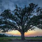 The Burr Oak Tree