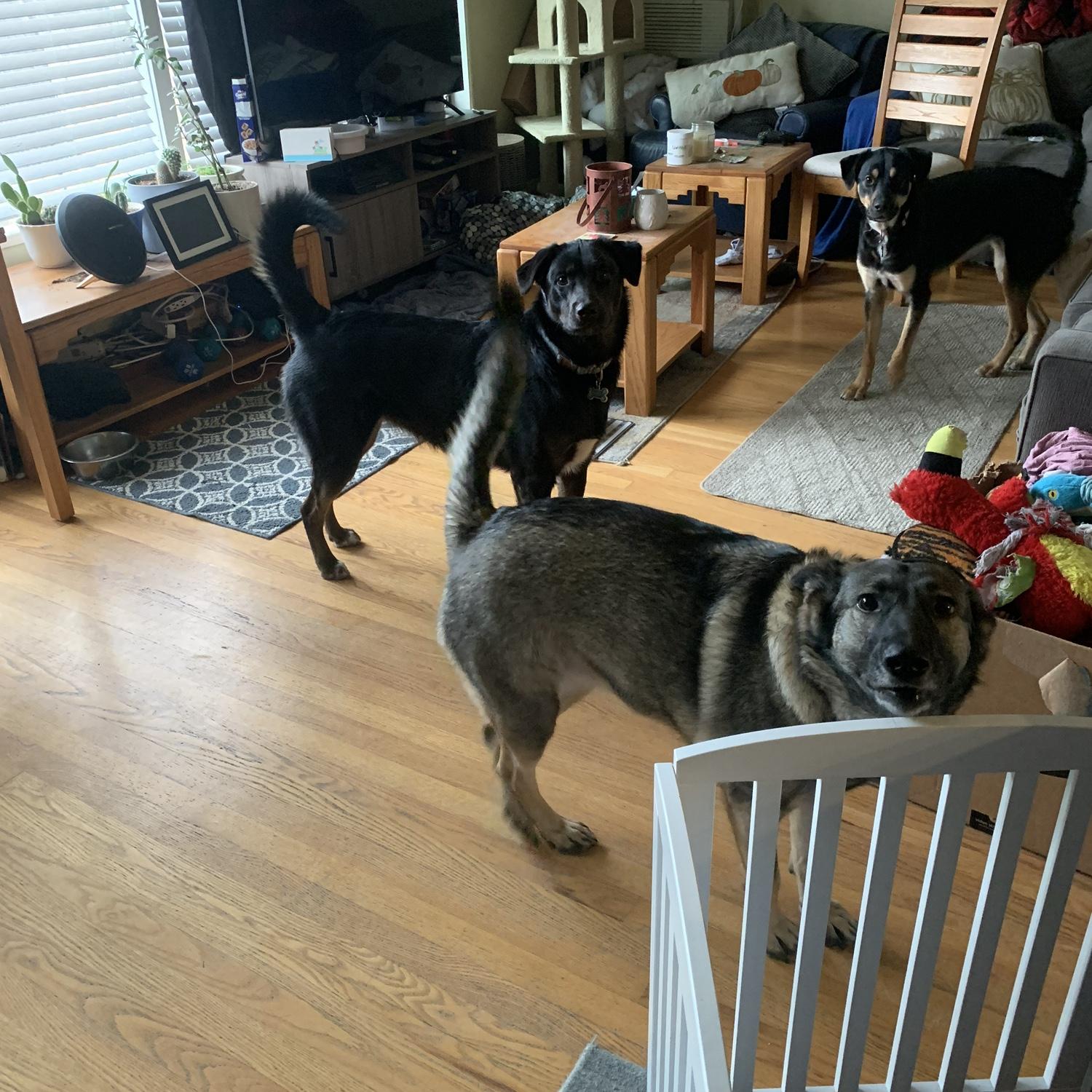 We love our happy dogs 🐶