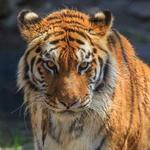 Connecticut's Beardsley Zoo