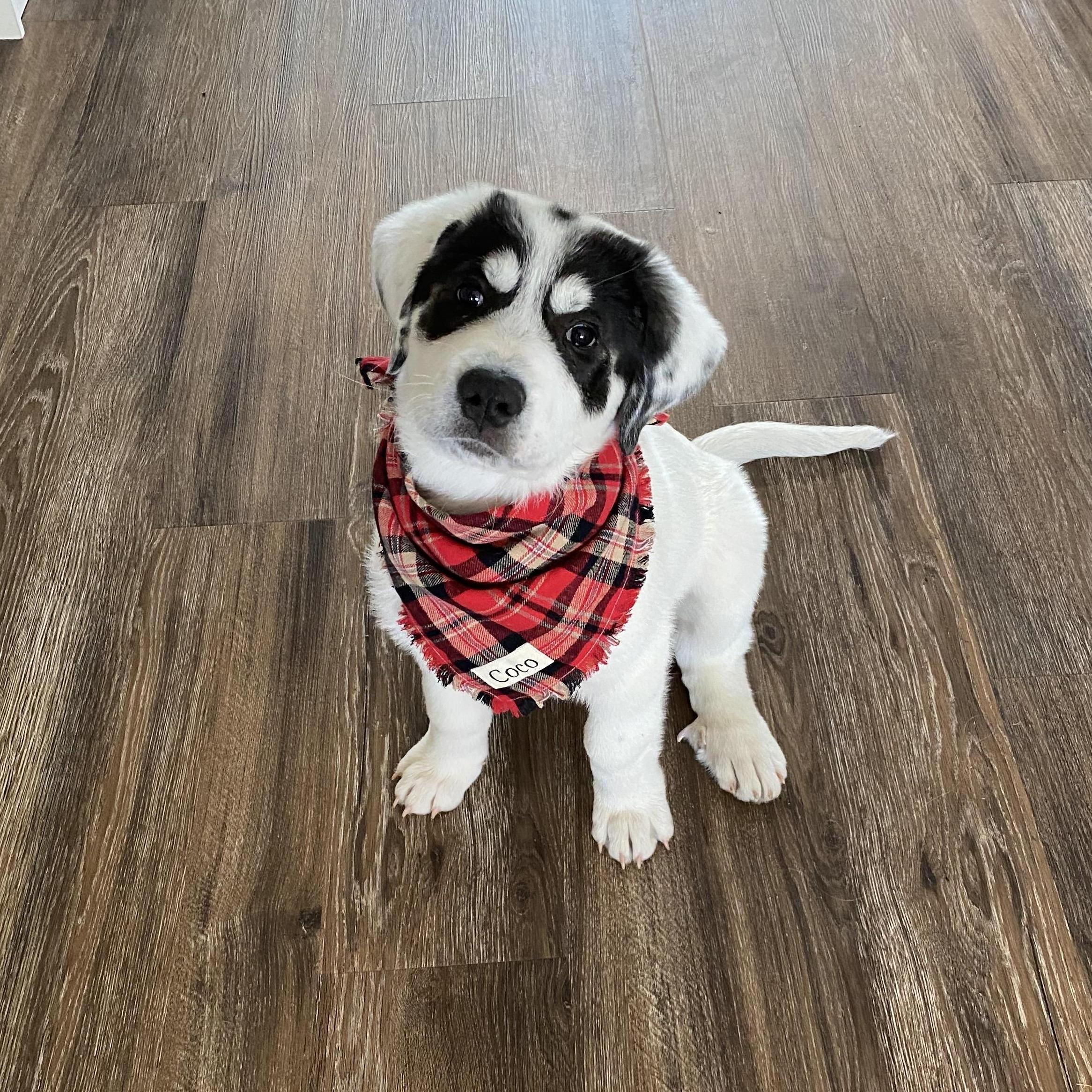 Our cutest new family member, Coconut