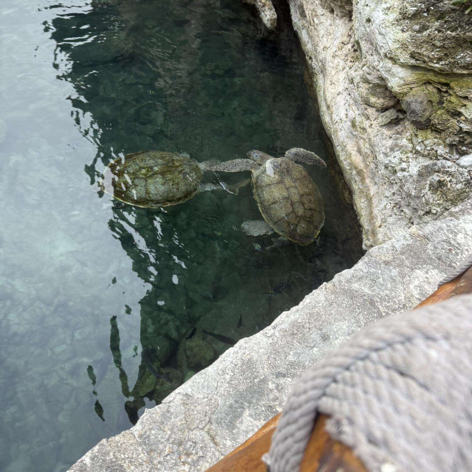 Tortugas!