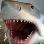 Shark Center Chatham