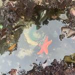 Explore Tidepools & Hike at Montaña de Oro State Park