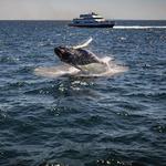 Cape Ann Whale Watch