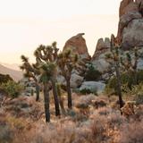Joshua Tree National Park