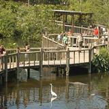 Gatorland