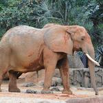 Riverbanks Zoo & Garden