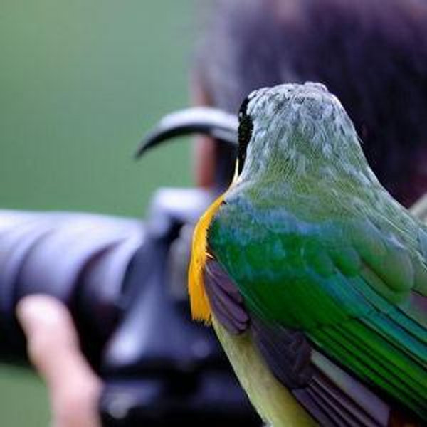 Maui Birdwatching at Maui Bird House