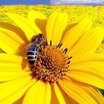 La Bee da Loca