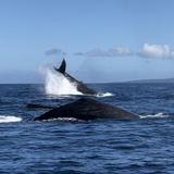 Ultimate Whale Watch & Snorkel