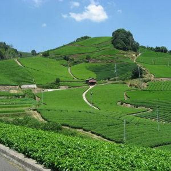 Japan Matcha Tour