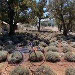 Pine Creek Lavender Farm Store and Cooking School