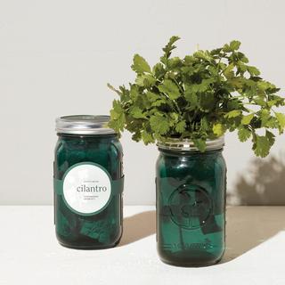 Cilantro Garden Jar