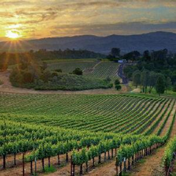 Winery Tour and Food Tasting