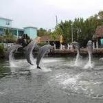 Island Dolphin Care