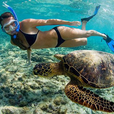 Snorkeling with sea turtles on our honeymoon!