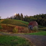 Colene Clemens Vineyards