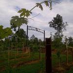 Odom Springs Vineyards