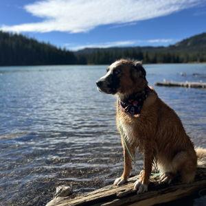 Nala's Pet Toy Fund