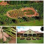 Dole Plantation