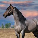 S&D Horseback Riding