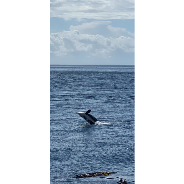 Whale for reference. :)