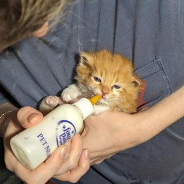 Animal Shelter Donation - FRA
