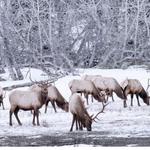 Guided Estes Park Winter Tour