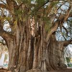 Biking to The Ancient Tree of El Tule Tour