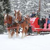 Horsedrawn Sleigh Rides