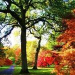 Westonbirt Arboretum