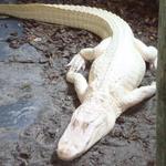 St. Augustine Alligator Farm Zoological Park
