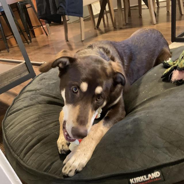 Camp Bow Wow Stay for Bruce