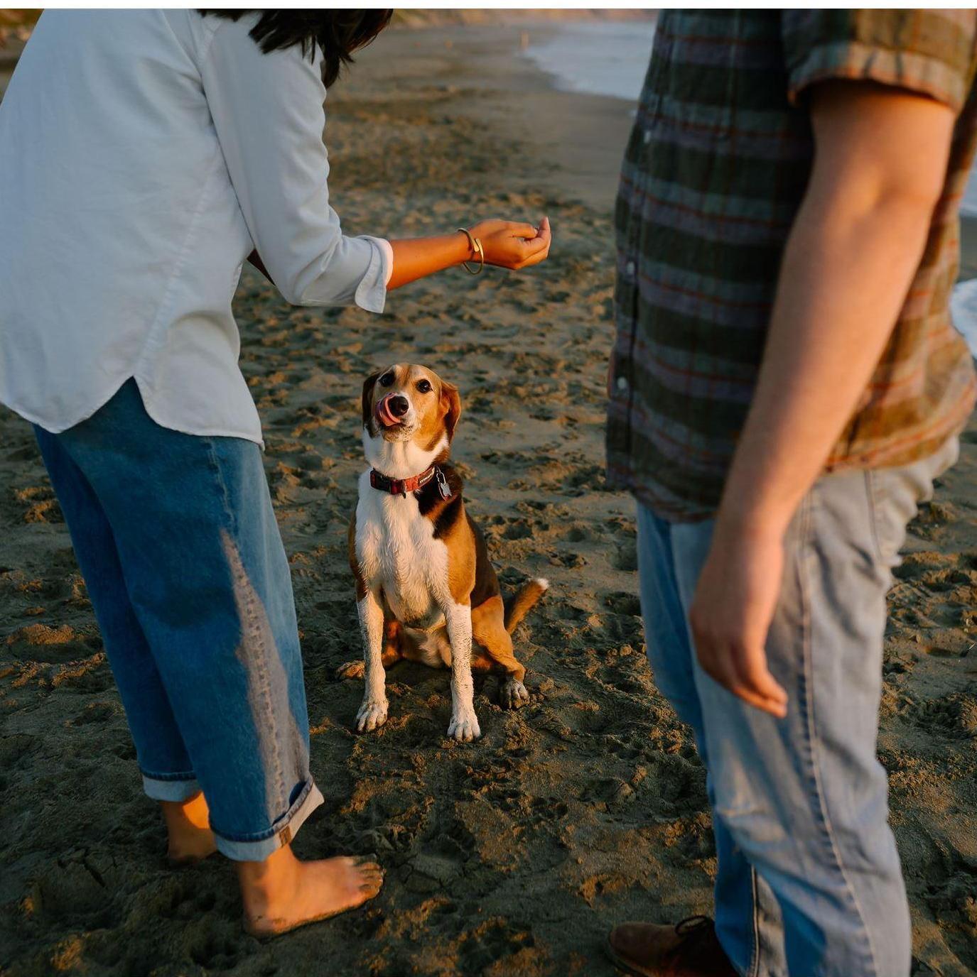 Fort Funston - luring Penny with a treat