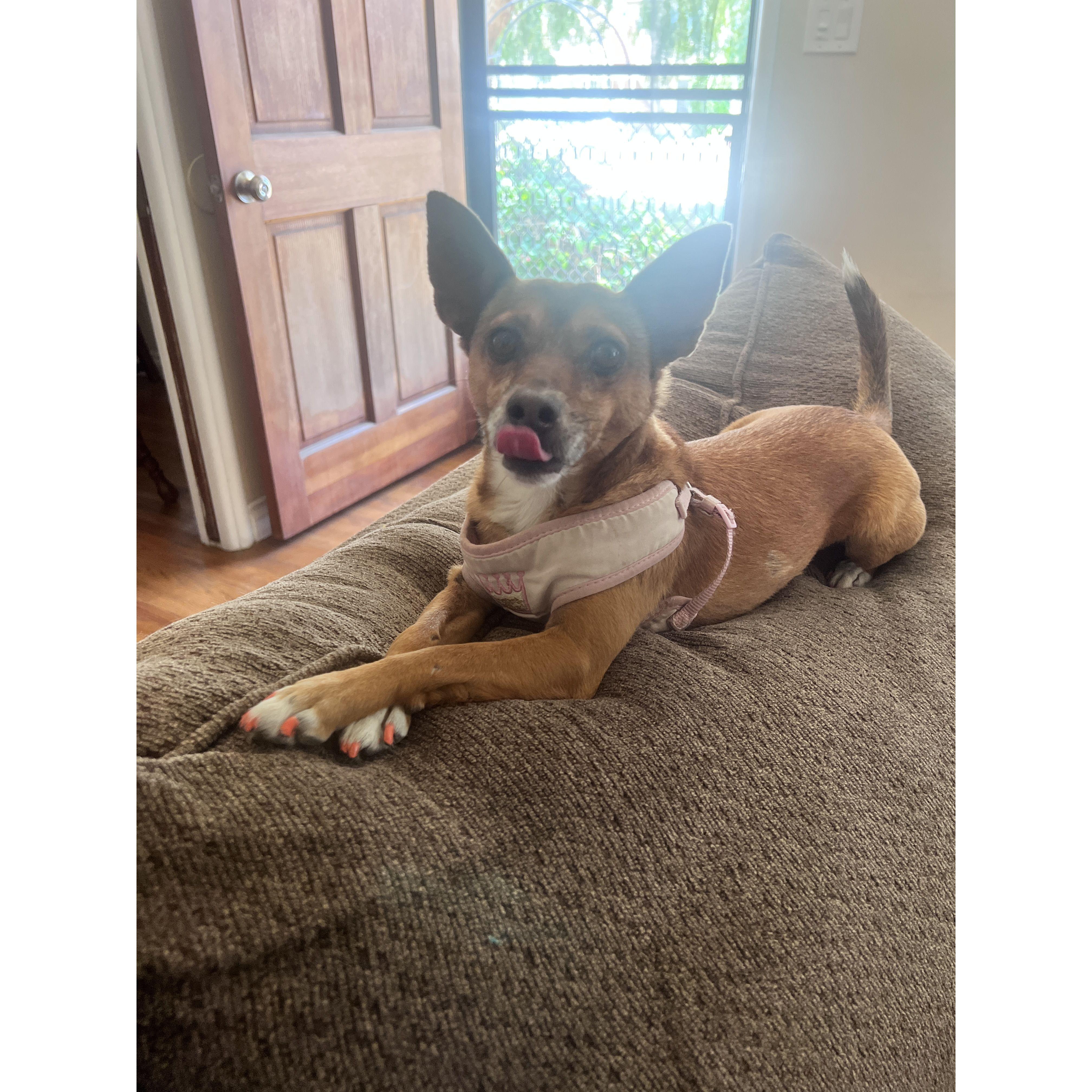 She sure is glad we're home, and brought her a new harness!