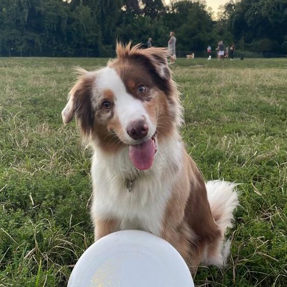 Our dog-ter