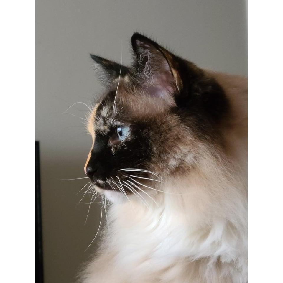 Miss Darla Ann - 11 years old