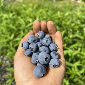 Homestead/Dayle's Farm Fund