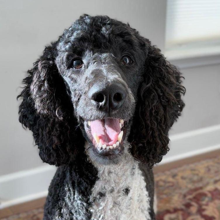 Pippa - 3 years old