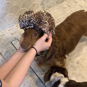 The Dachshund Fund