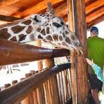 Cheyenne Mountain Zoo Road