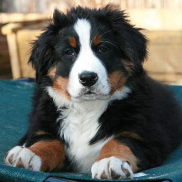 Bernese Mountain Dog Fund