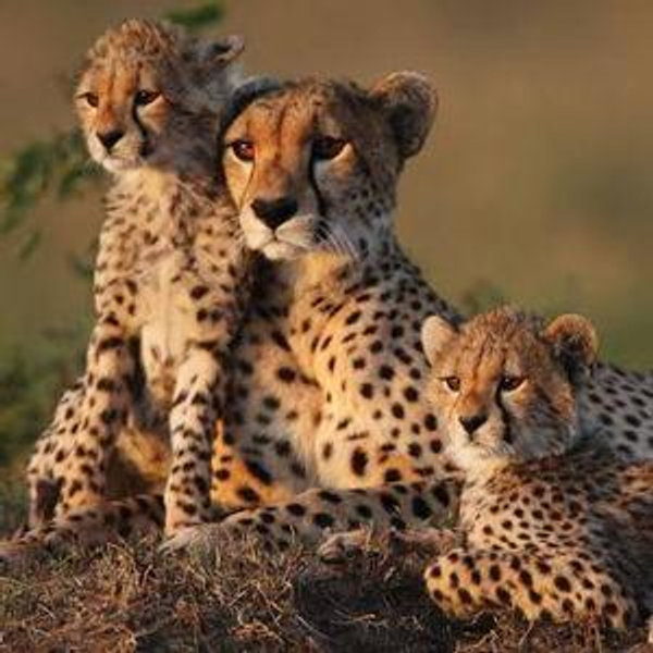 South African Safari Honeymoon (Credit Card)