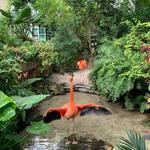 The Key West Butterfly and Nature Conservatory