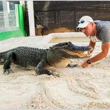 Everglades Alligator Farm