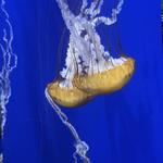 Georgia Aquarium