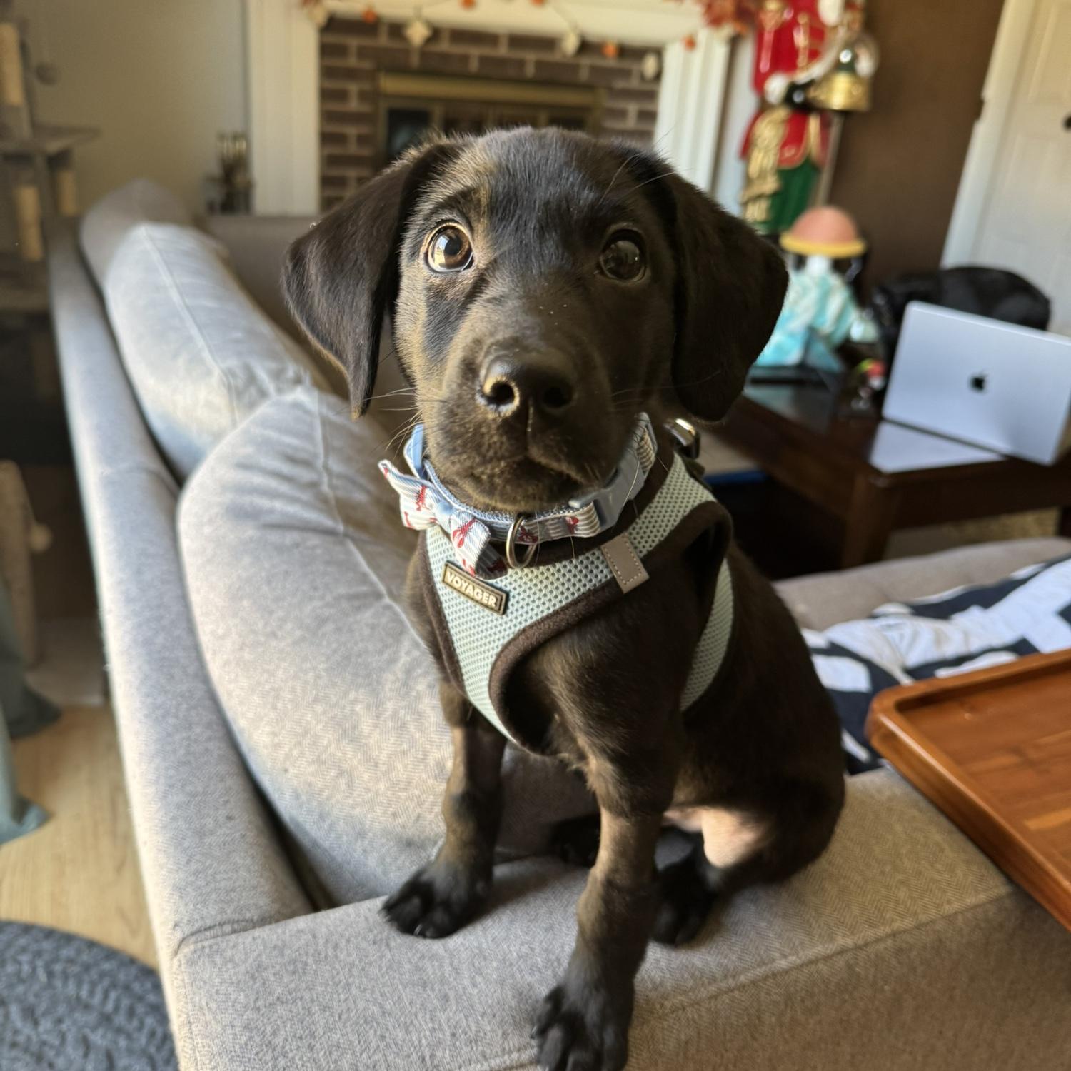 Moby when he was tiny and could fit entirely on the arm of the sofa