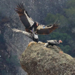Pinnacles National Park