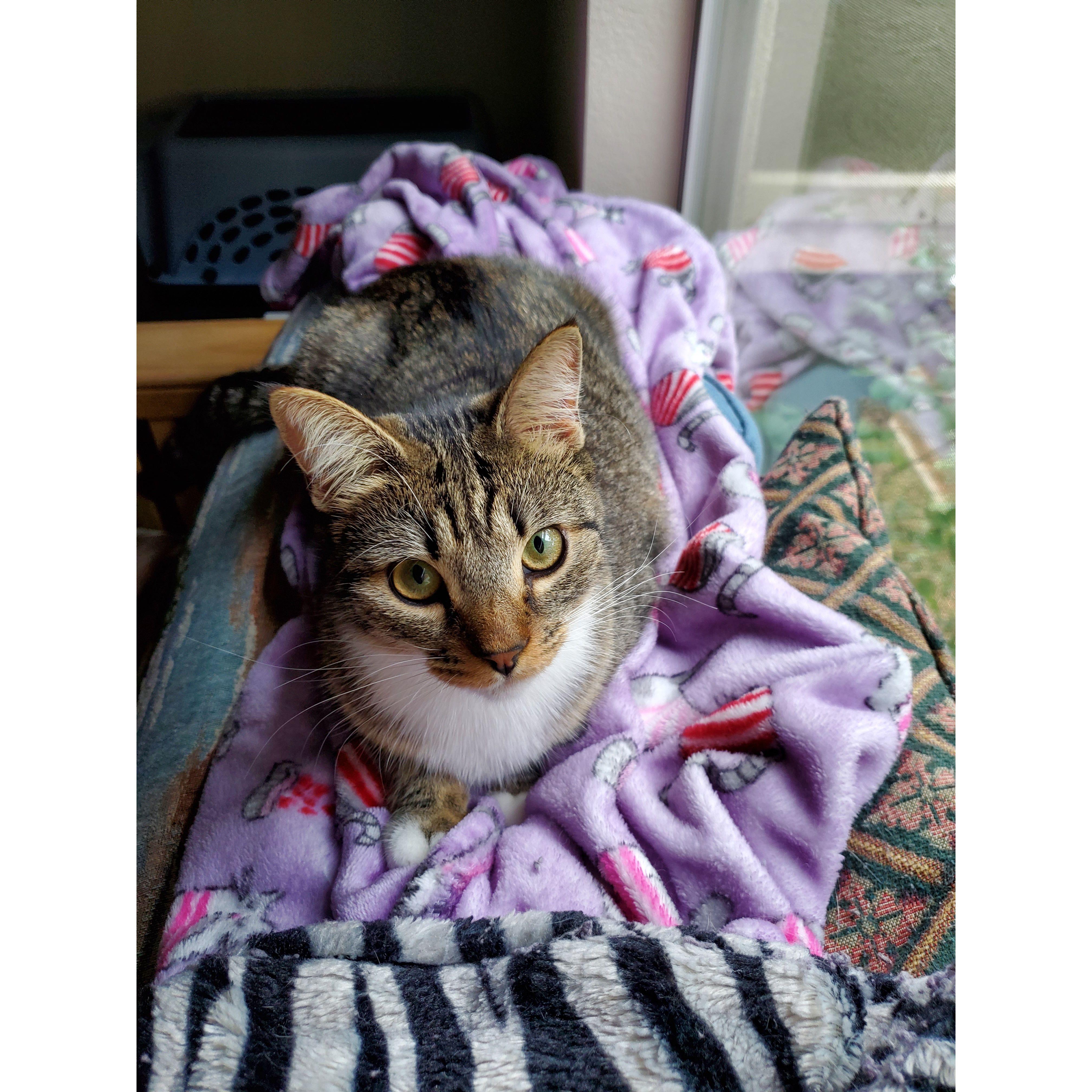 Astrid, our second cat and “dainty lady” who had her heart set on us and wouldn’t let us leave the shelter without her.