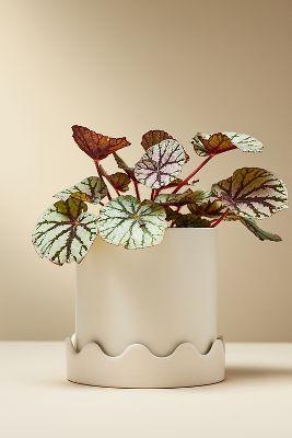 Pissaro Scalloped Ceramic Pot